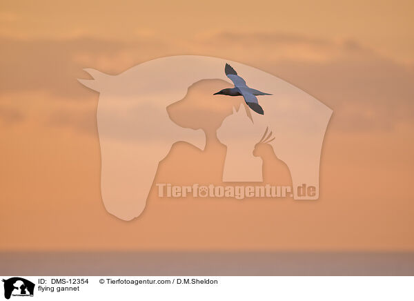 fliegender Basstlpel / flying gannet / DMS-12354