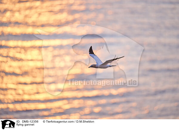 fliegender Basstlpel / flying gannet / DMS-12356