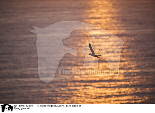 fliegender Basstlpel / flying gannet / DMS-12357