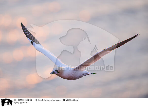 fliegender Basstlpel / flying gannet / DMS-12358