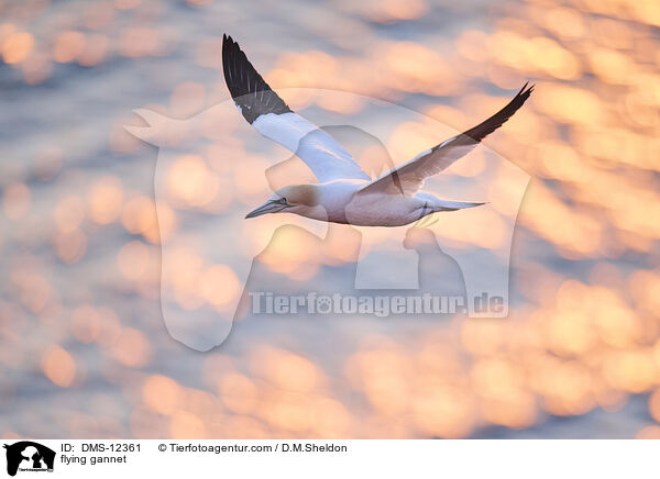 fliegender Basstlpel / flying gannet / DMS-12361