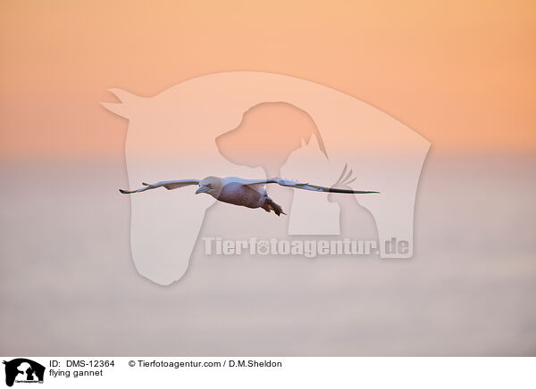 fliegender Basstlpel / flying gannet / DMS-12364