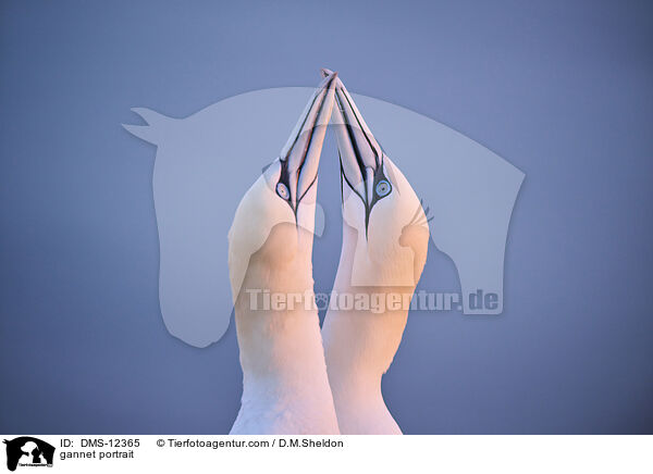Basstlpel Portrait / gannet portrait / DMS-12365