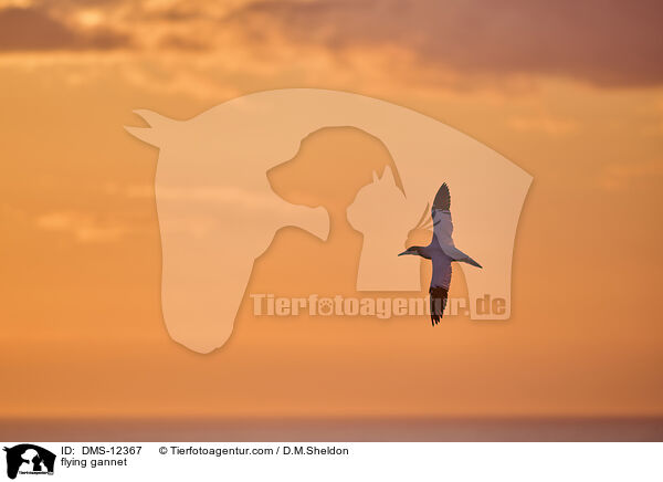 fliegender Basstlpel / flying gannet / DMS-12367