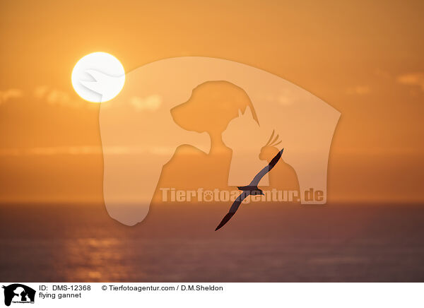 fliegender Basstlpel / flying gannet / DMS-12368