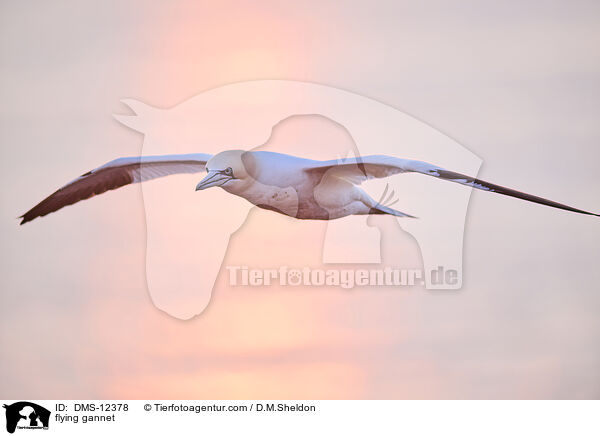 fliegender Basstlpel / flying gannet / DMS-12378