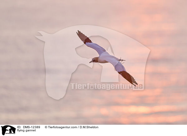 fliegender Basstlpel / flying gannet / DMS-12389