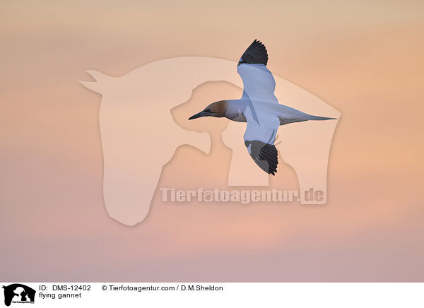 fliegender Basstlpel / flying gannet / DMS-12402