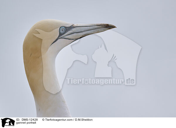 Basstlpel Portrait / gannet portrait / DMS-12428
