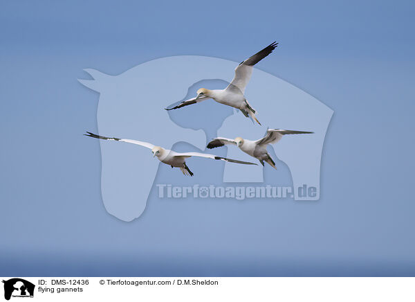 fliegende Basstlpel / flying gannets / DMS-12436