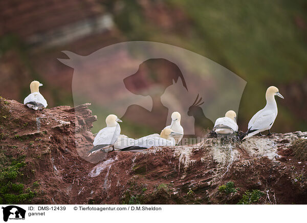 Basstlpel / gannet / DMS-12439