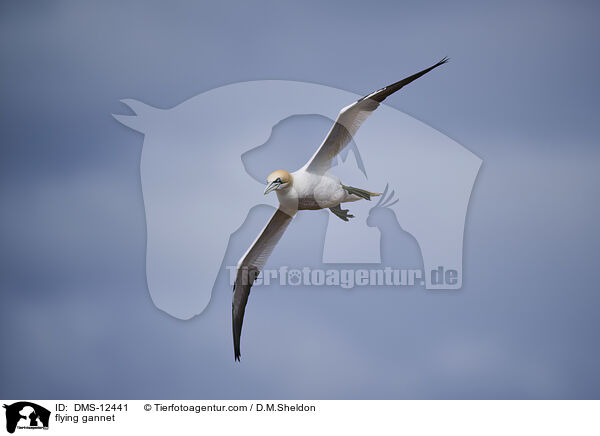 fliegender Basstlpel / flying gannet / DMS-12441