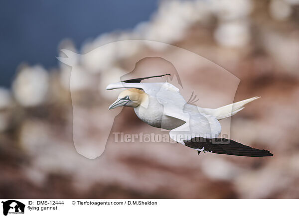 fliegender Basstlpel / flying gannet / DMS-12444