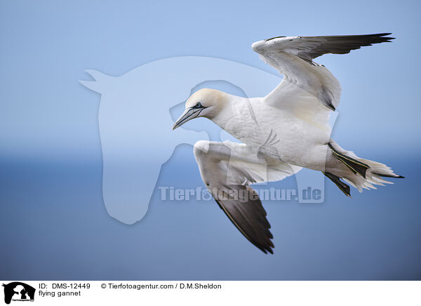 fliegender Basstlpel / flying gannet / DMS-12449