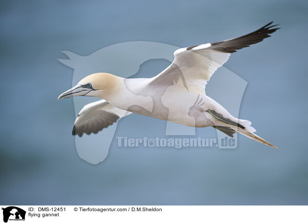 fliegender Basstlpel / flying gannet / DMS-12451