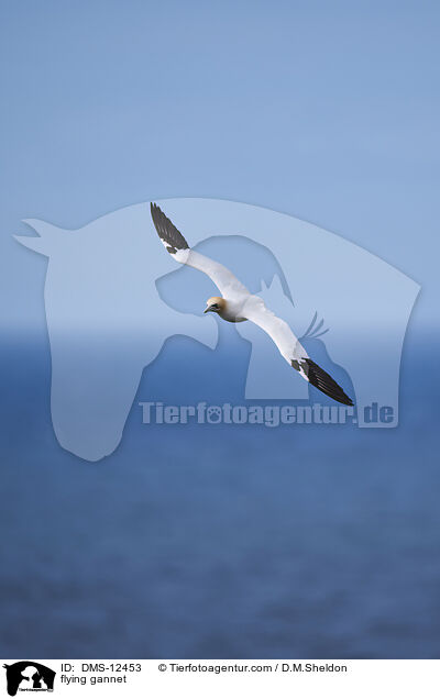 fliegender Basstlpel / flying gannet / DMS-12453