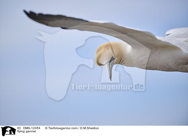 fliegender Basstlpel / flying gannet / DMS-12454