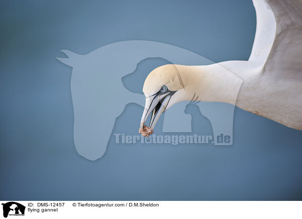 fliegender Basstlpel / flying gannet / DMS-12457