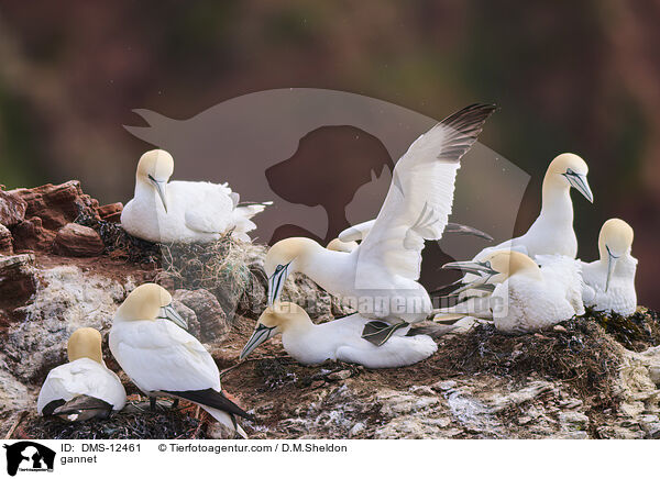 Basstlpel / gannet / DMS-12461
