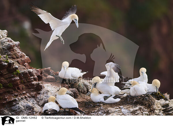 Basstlpel / gannet / DMS-12462