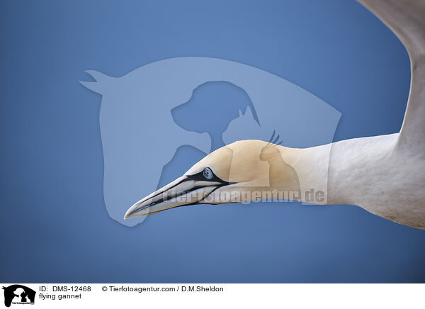 fliegender Basstlpel / flying gannet / DMS-12468