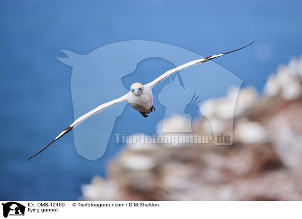 fliegender Basstlpel / flying gannet / DMS-12469