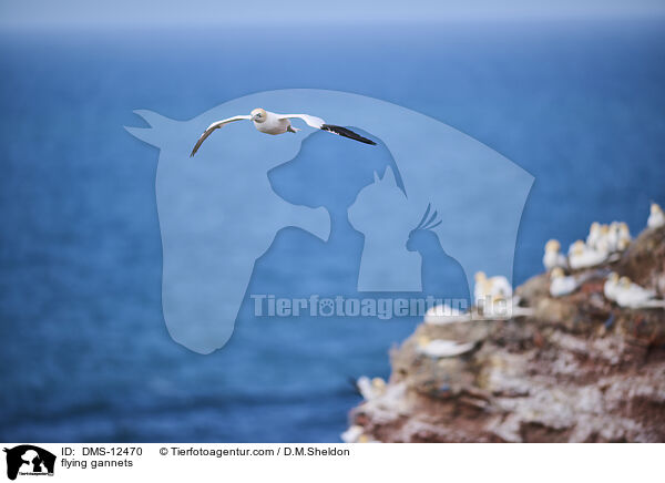 fliegende Basstlpel / flying gannets / DMS-12470