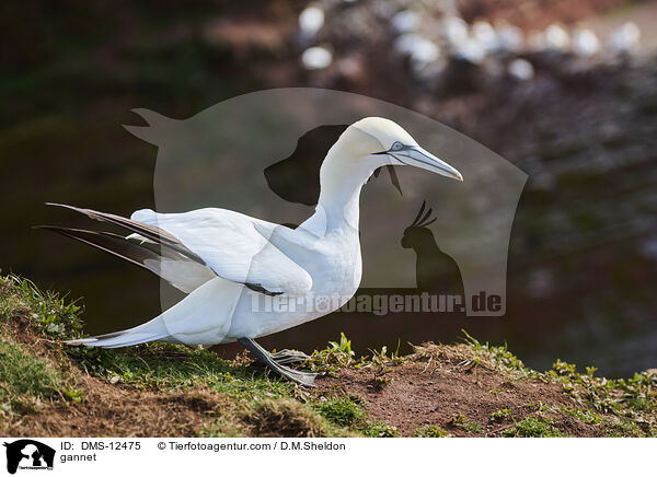 Basstlpel / gannet / DMS-12475