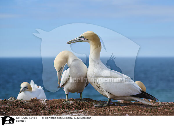 Basstlpel / gannet / DMS-12481