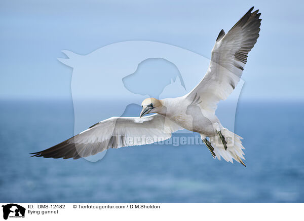fliegender Basstlpel / flying gannet / DMS-12482