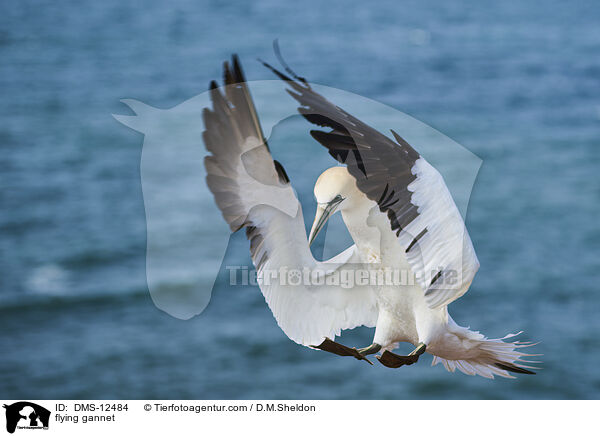 fliegender Basstlpel / flying gannet / DMS-12484