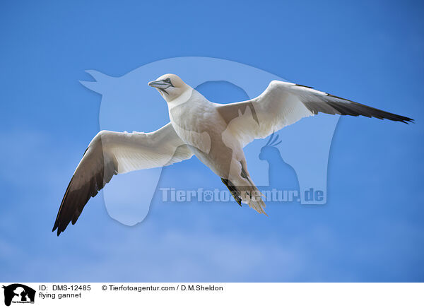 fliegender Basstlpel / flying gannet / DMS-12485