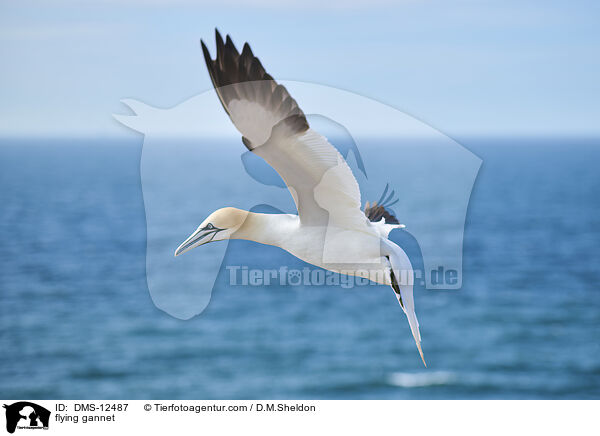 fliegender Basstlpel / flying gannet / DMS-12487