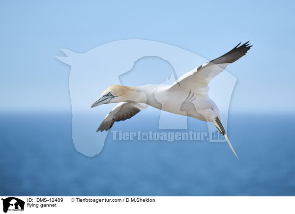 fliegender Basstlpel / flying gannet / DMS-12489