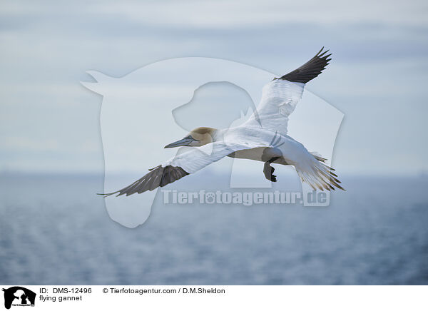 fliegender Basstlpel / flying gannet / DMS-12496