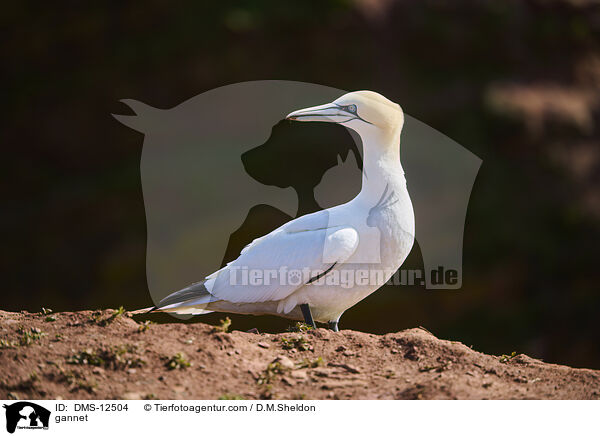 Basstlpel / gannet / DMS-12504