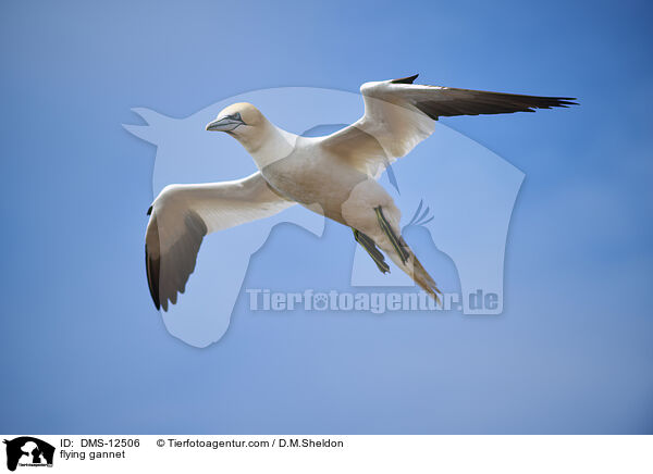 fliegender Basstlpel / flying gannet / DMS-12506