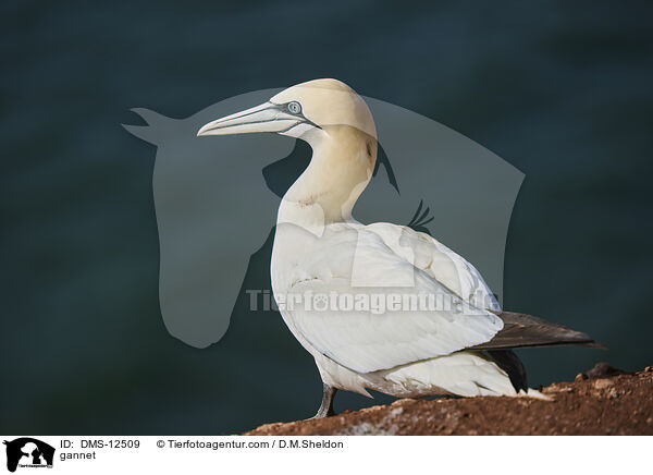 Basstlpel / gannet / DMS-12509