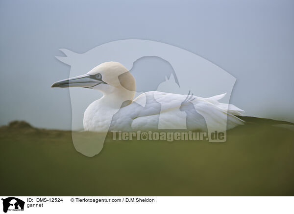 Basstlpel / gannet / DMS-12524