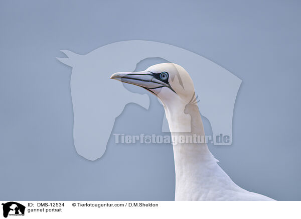 Basstlpel Portrait / gannet portrait / DMS-12534