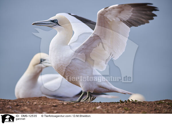 Basstlpel / gannet / DMS-12535