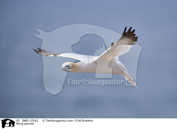 fliegender Basstlpel / flying gannet / DMS-12542
