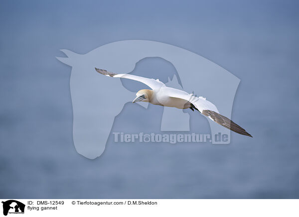 fliegender Basstlpel / flying gannet / DMS-12549