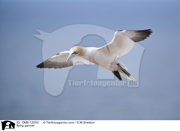 fliegender Basstlpel / flying gannet / DMS-12550