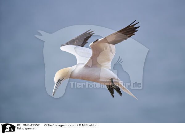 fliegender Basstlpel / flying gannet / DMS-12552