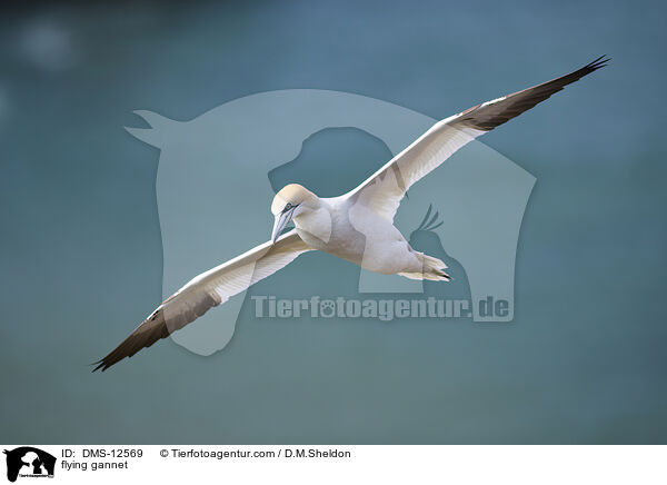 fliegender Basstlpel / flying gannet / DMS-12569