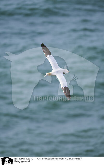 fliegender Basstlpel / flying gannet / DMS-12572