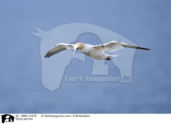 fliegender Basstlpel / flying gannet / DMS-12576
