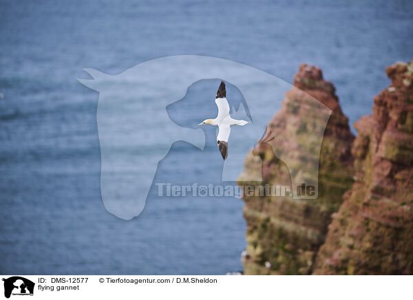 fliegender Basstlpel / flying gannet / DMS-12577