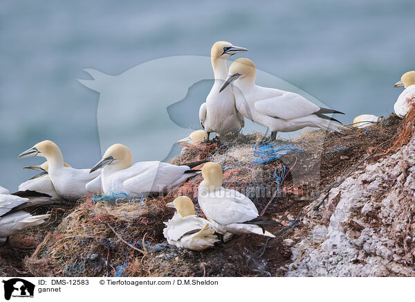 Basstlpel / gannet / DMS-12583